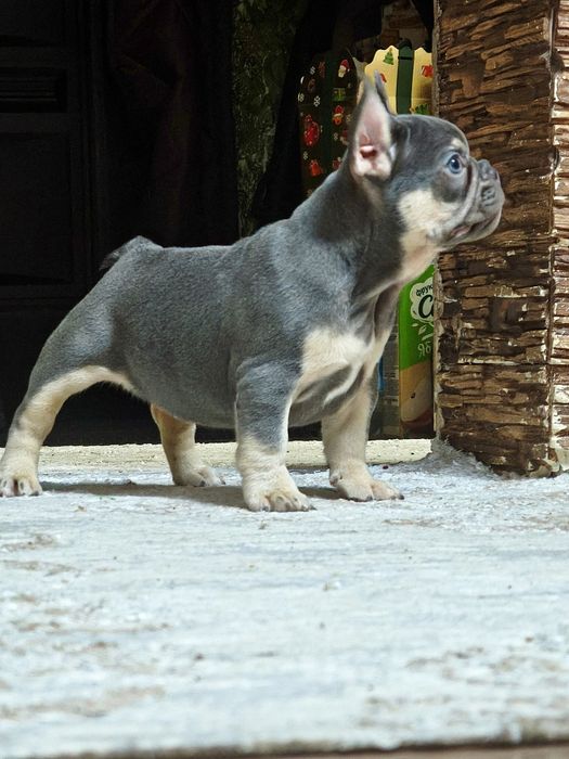 Очаровательная девочка