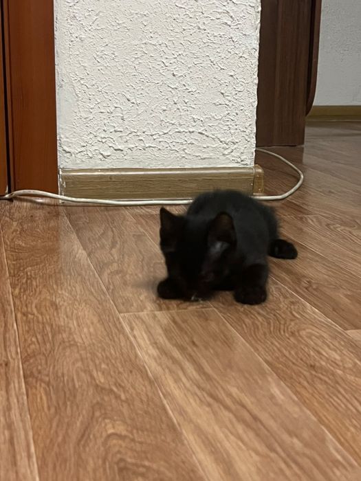 отдам котят