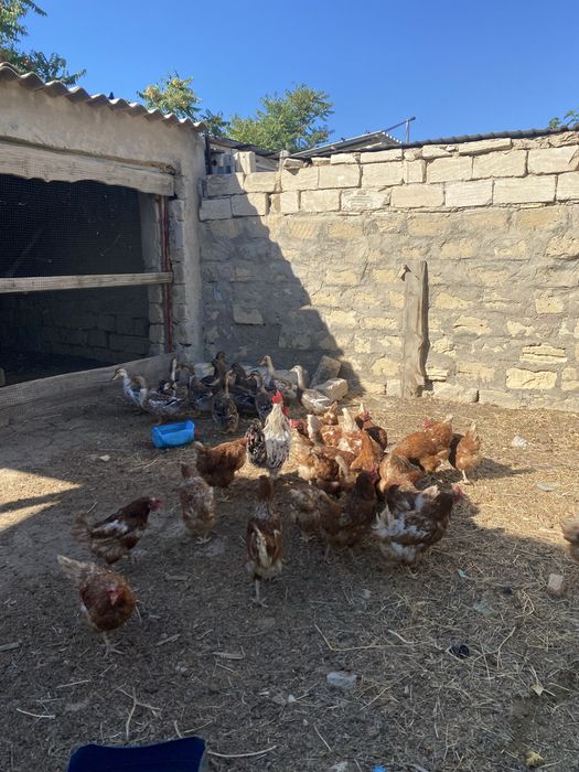 Тауықтар мен үйректер сатлады