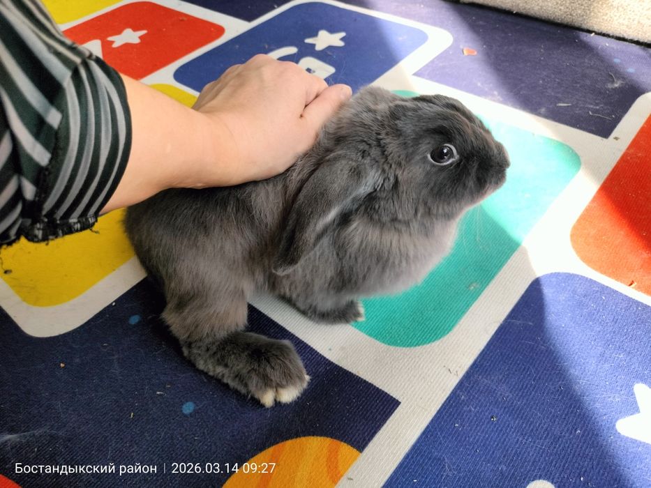 Продам декоративного кролика