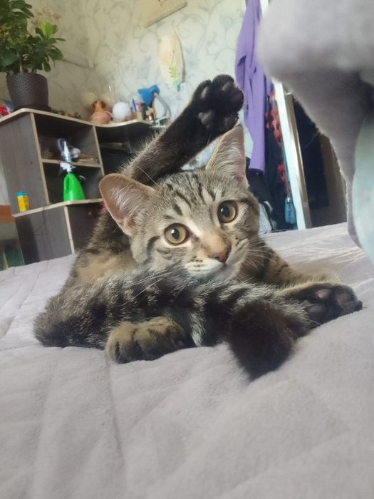Разыскивается котенок
