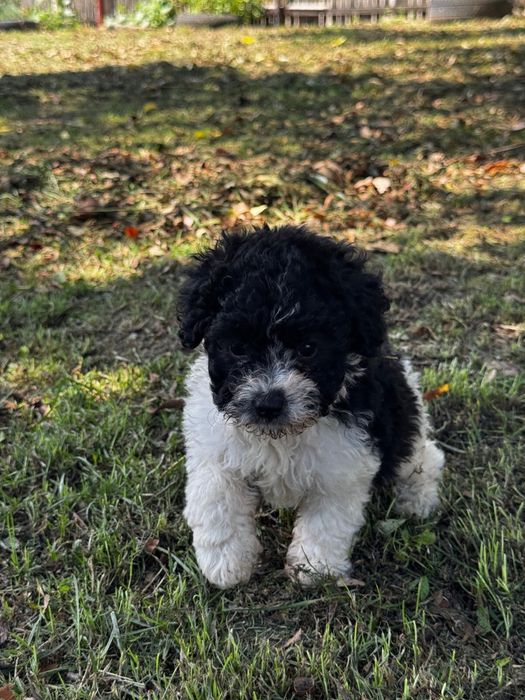 Caine Bichon malteze