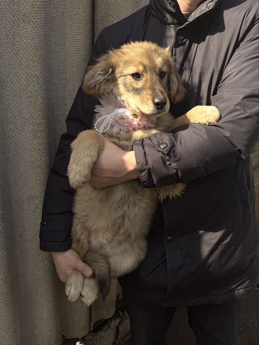 Шустрая малышка в поисках дома