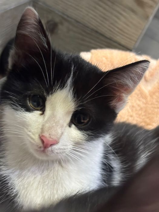 Котята ! Алматы

Ищут дом два чудесных