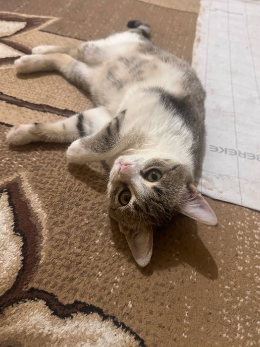 Отдадим в добрые и ответственные руки красивого котёнка