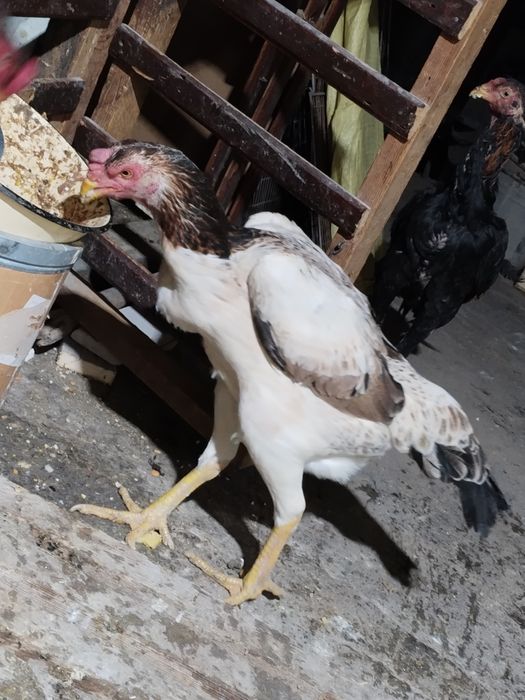 3 yillik tulle tovuq