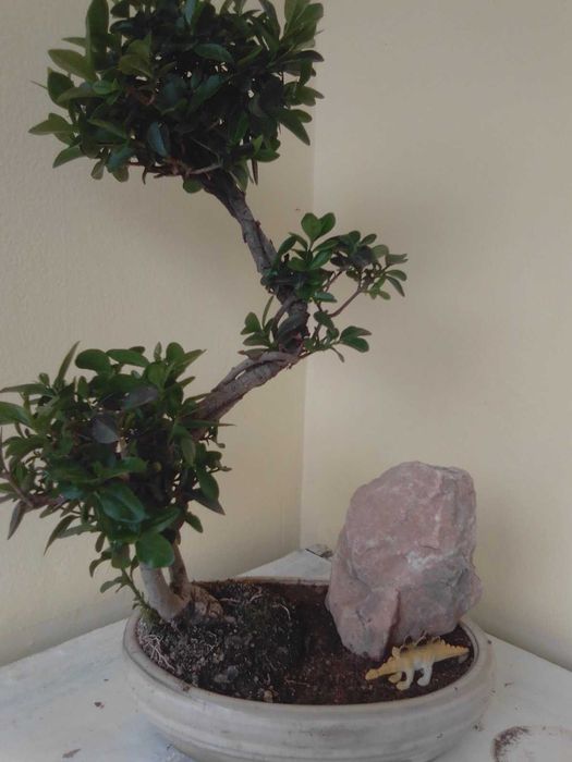 Продавам истински живи бонсаи