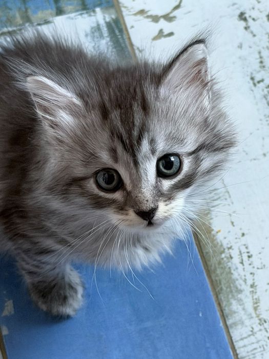 Отдам котят в добрые руки