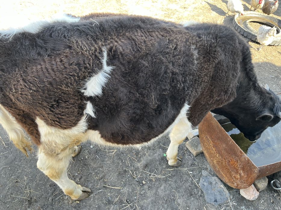 Продам бычка упитанный