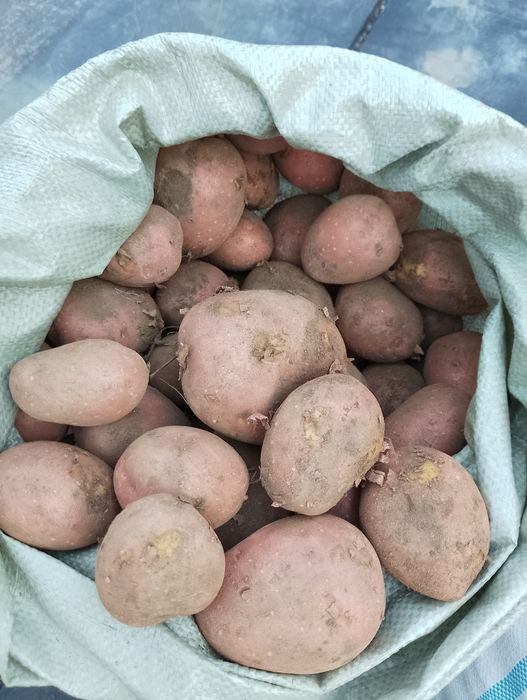 Картофель крупный