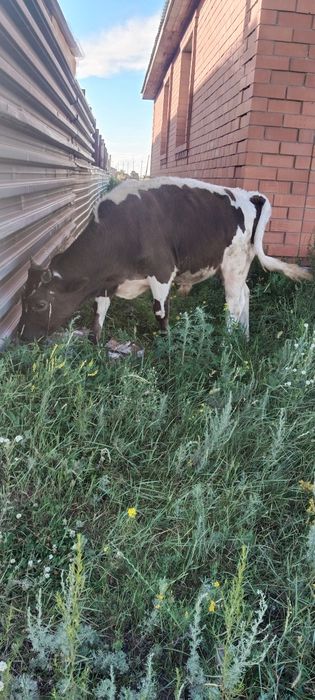 Продам бычка и телочку