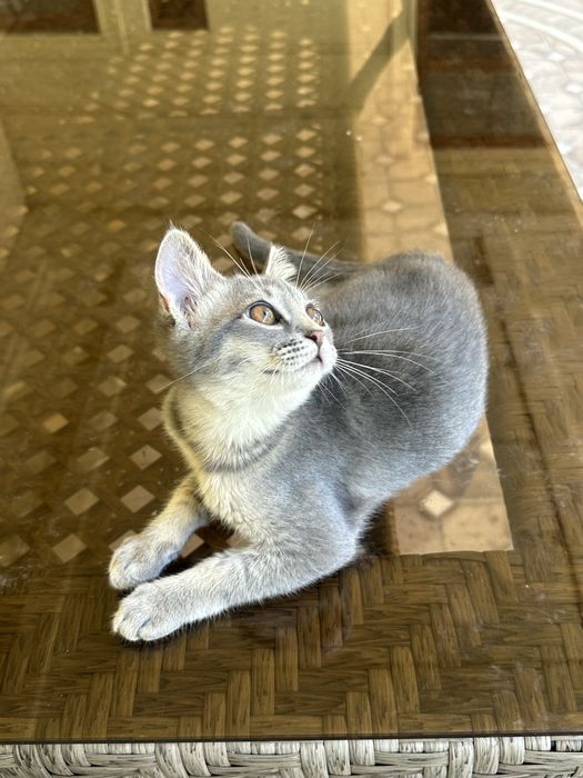 Котенек скоттиш страйт