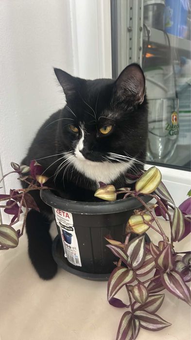 отдам кота в доьрые руки