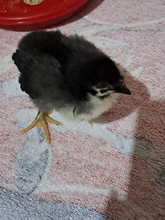 Vimd pui de rasă Boldesti-Scaeni • OLX.ro