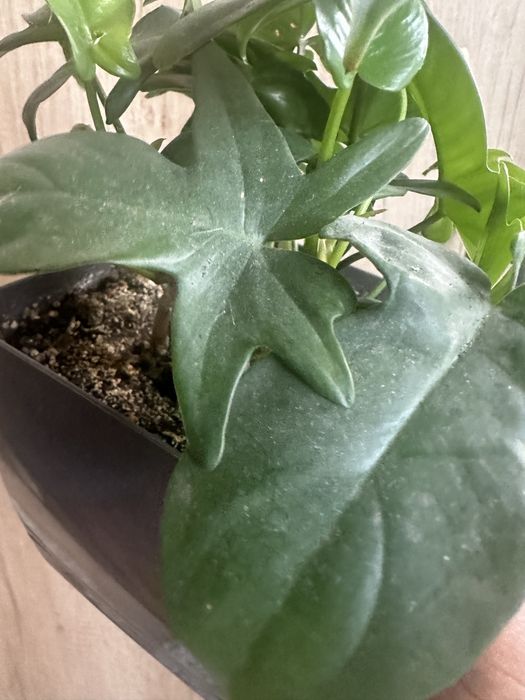 Филодендрон гитаровидный