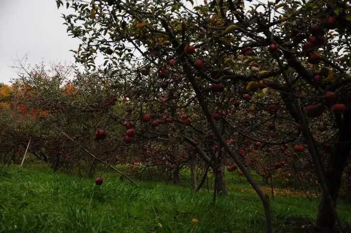 Vând suc de mere bio