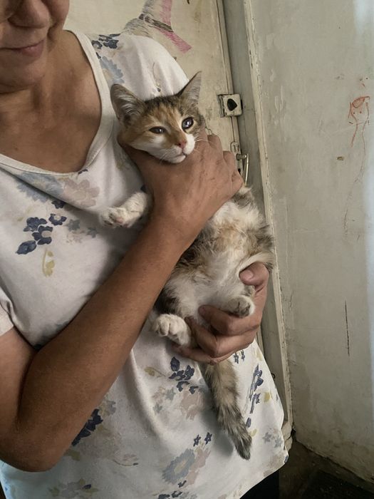 Отдаю котенка девочку. Месяца 3 от роду.