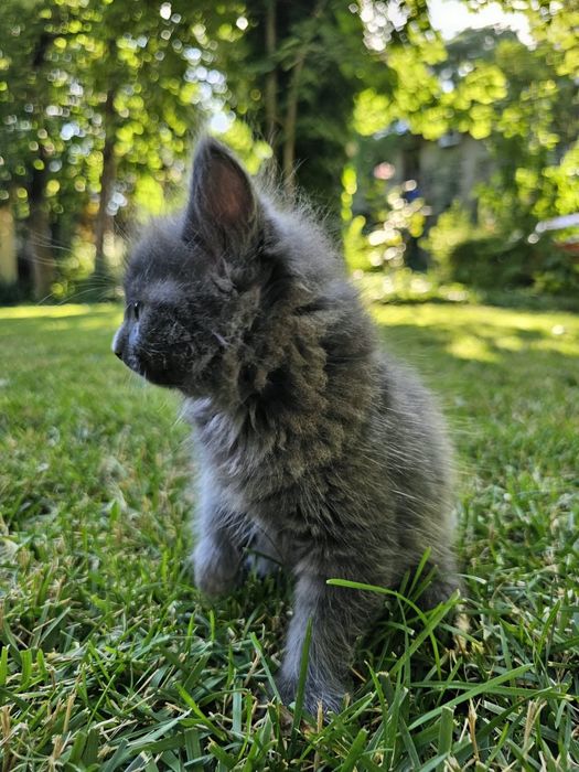 Pui Nebelung -Albastru de Rusia cu blana medie  2 luni