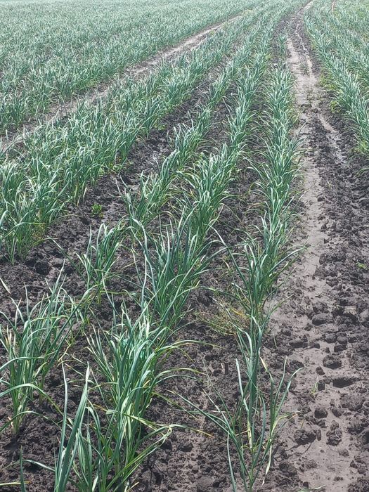 Usturoi Românesc, Recolta 2025, Natural