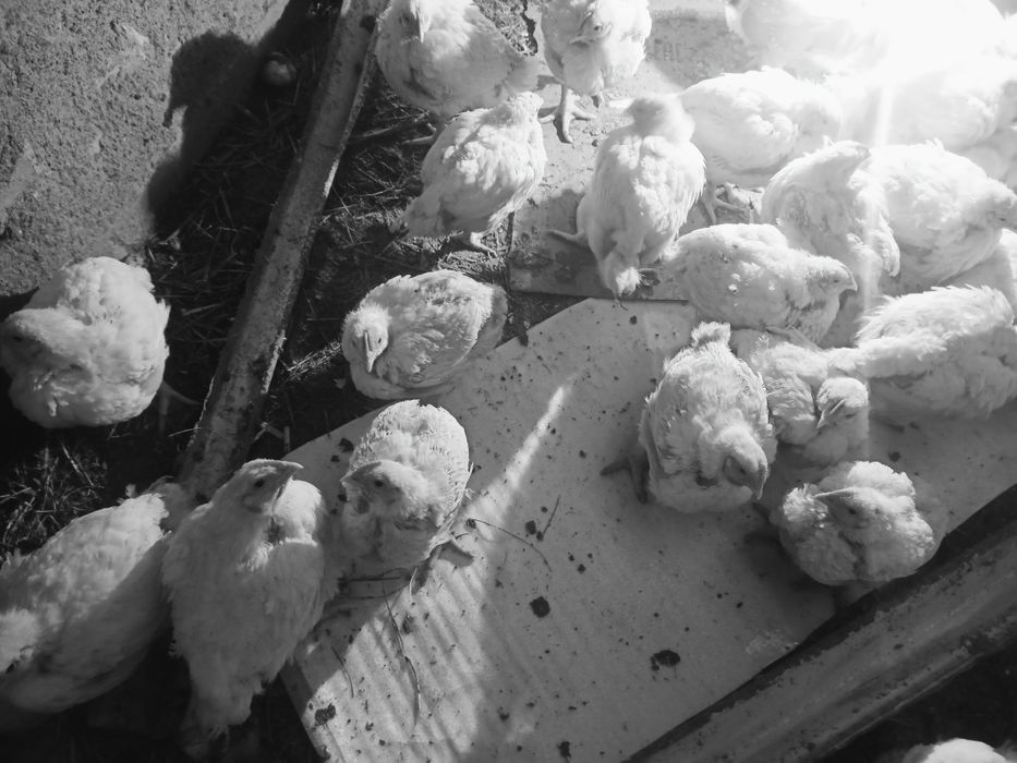 Бройлерные цыплята