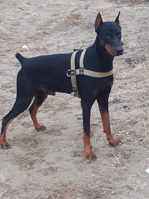 Продам щенков породистые