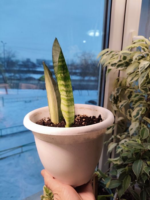 Сансевьерии разные