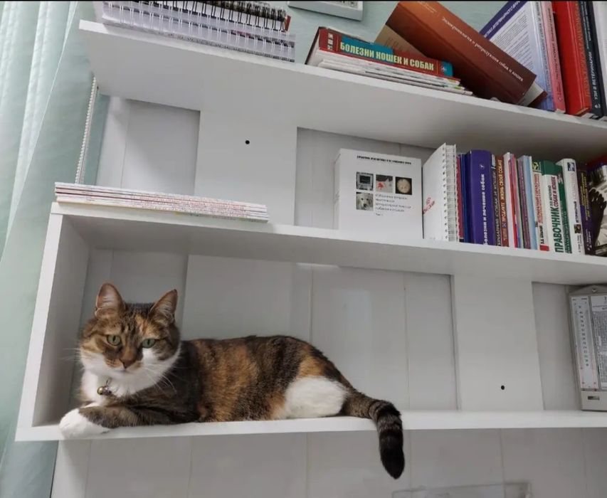 Полка для книг Kitob javon