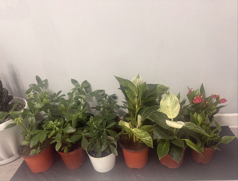 Домашный красивый растения