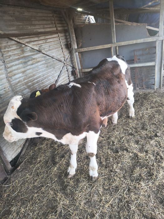 Vând 3 tauri de vaca