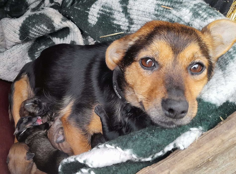 Adoptie 6 pui de caine