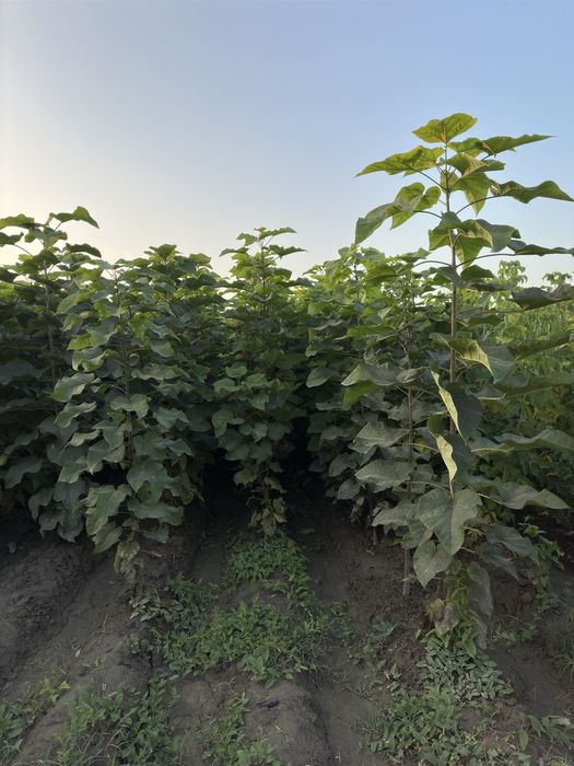 Katalpa Klyon Каталпа клён ясин сафора бор