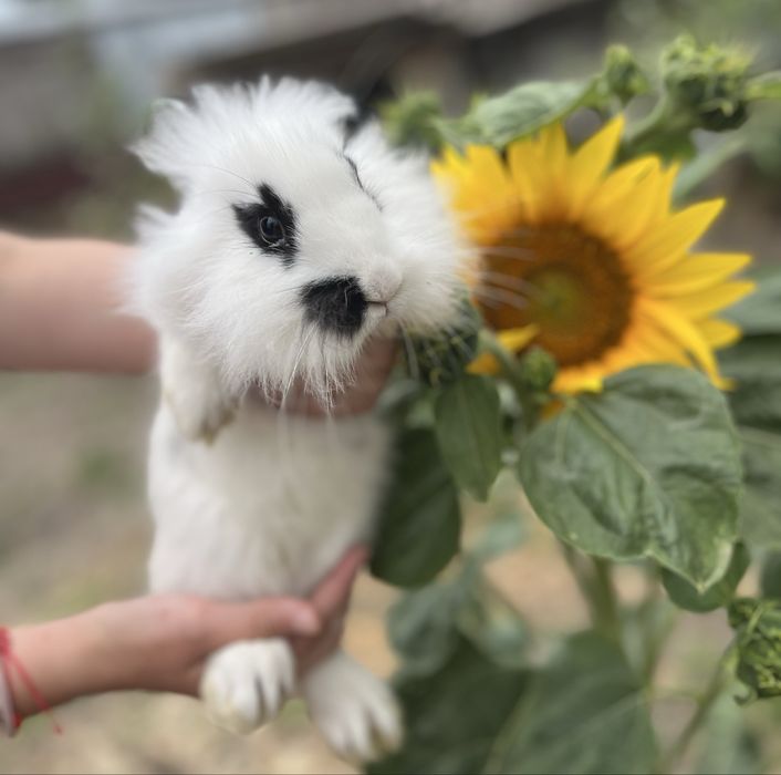 Iepurași cap de leu de vanzare!