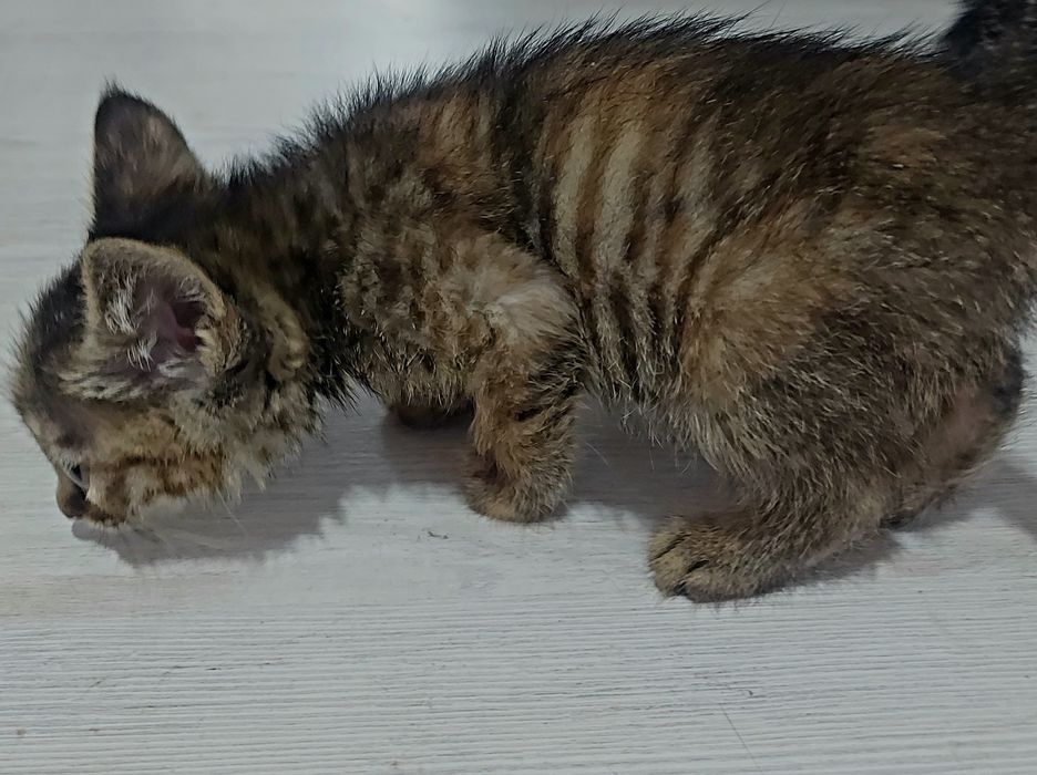 Игривые и милые котята