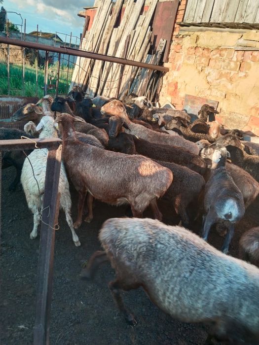 Продажа баран оптом!