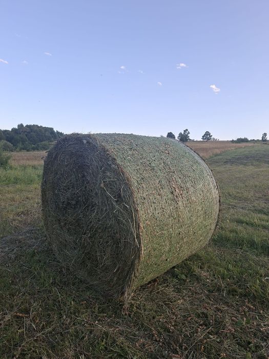 baloti fan calitate buna