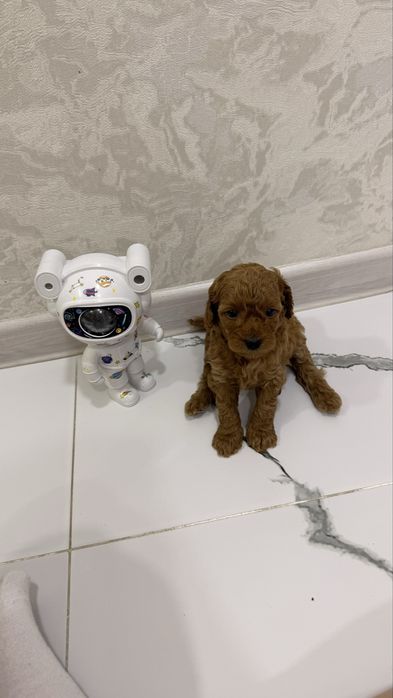 Продаю щенят пудель Той