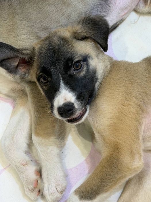 Щеночки ищут свои семьи!