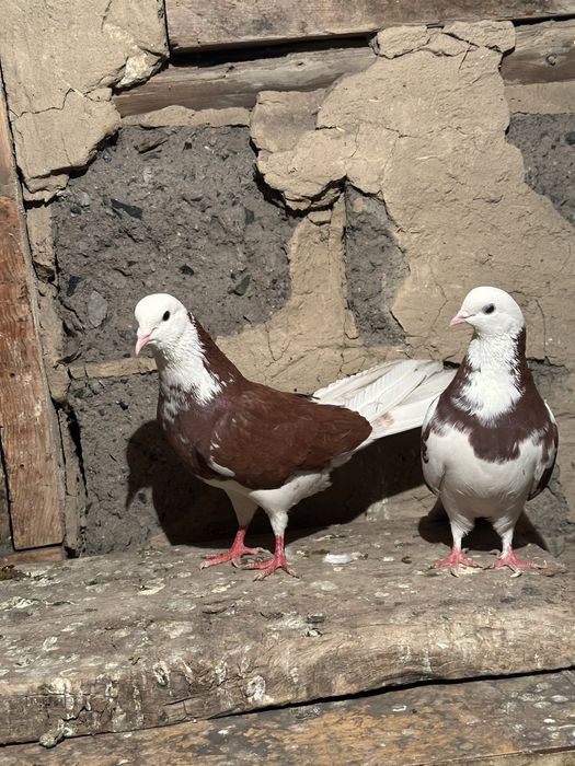 Продам Голубей Г. Алатау