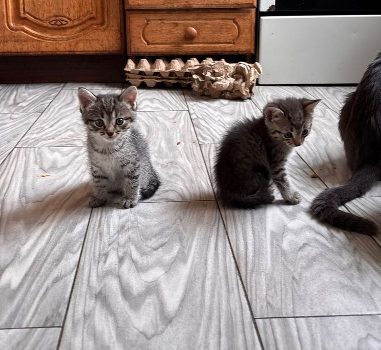 Отдам котят в добрые руки