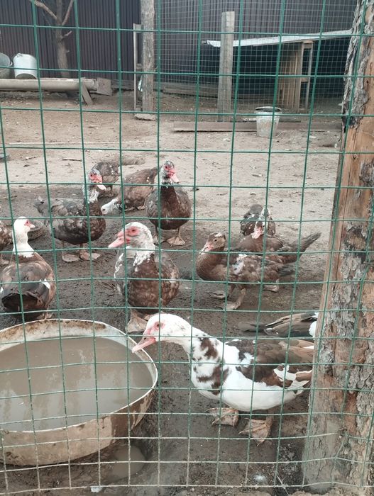 Продам домашних уток