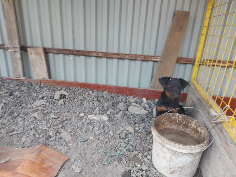 Ягдтерьер родословные щенки