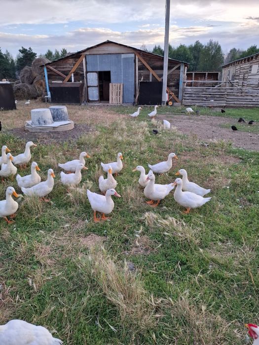 Утки на продажу.