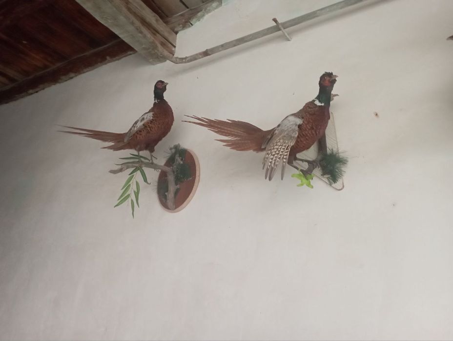 Срочно продается животные для музея