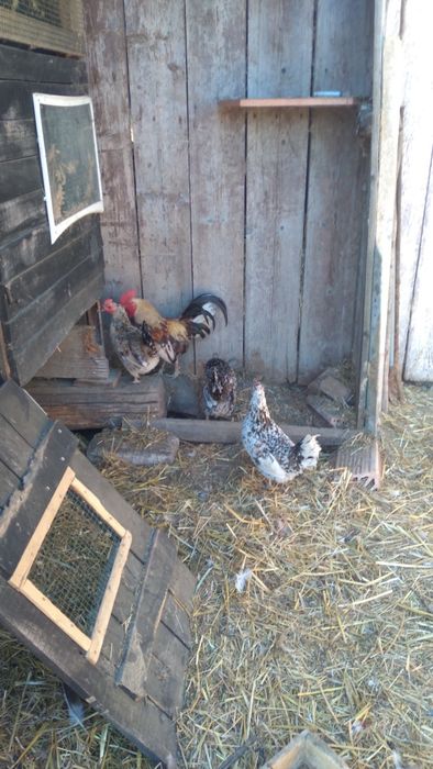 O familie de găinuțe mii de flori