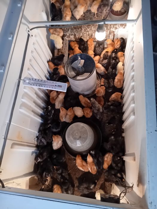 Пилета поладки Легхорн Супер харко