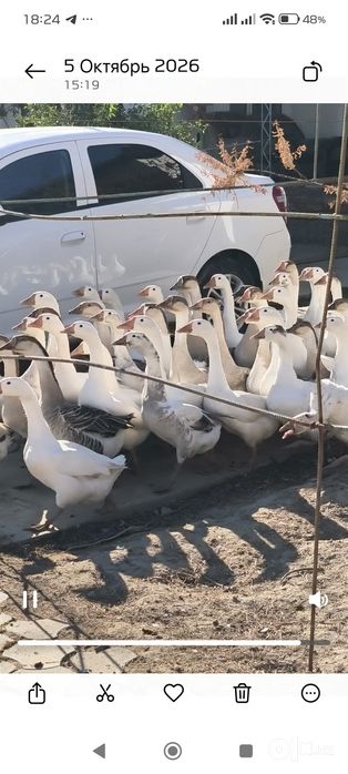 ПРОДАЕТСЯ ОПТОМ ГУСЫ   ҒОЗЛАР сотилади,  улгуржига