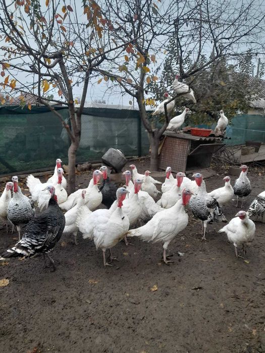Vand curcani, rasa autohtona
