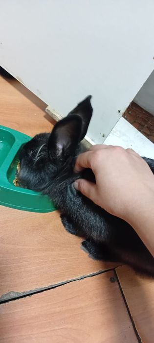 Декоративный кролик