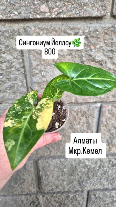 Комнатные растения