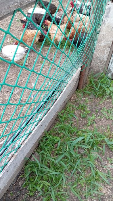 Продам курей несушек